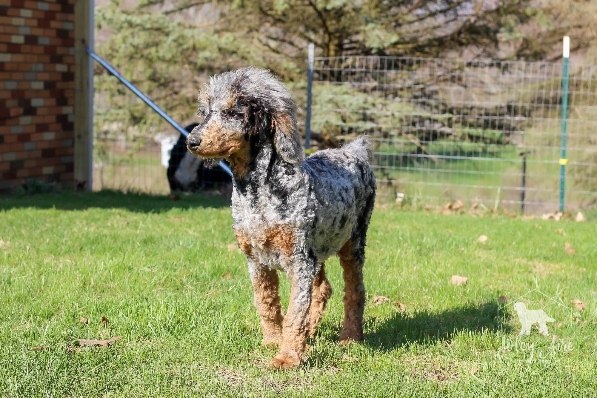 Winston — Joley Aire